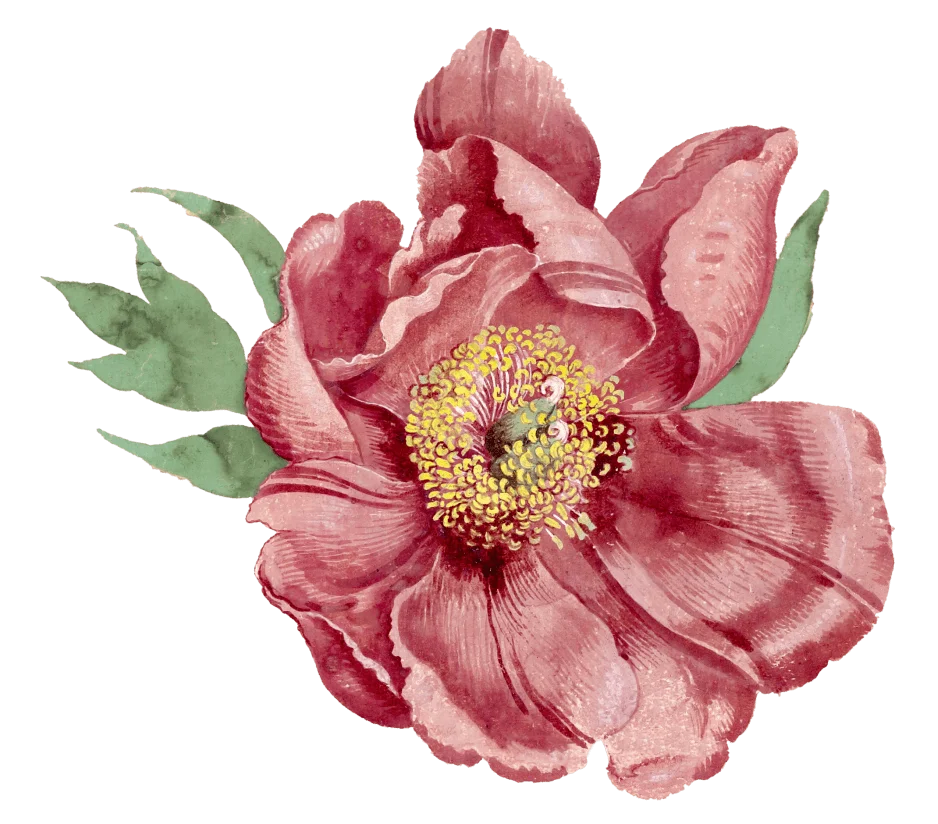 imgi_228_image-from-rawpixel-